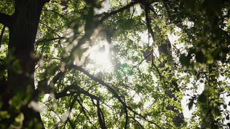 Sunlight-piercing-through-vibrant-green-tree-foliage