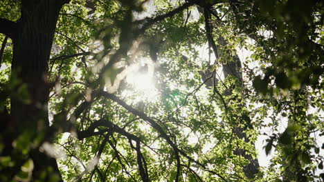 la luz del sol atravesando el follaje verde vibrante de los árboles