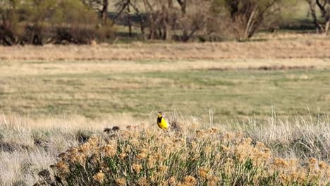 Westliche-Wiesenlerche-Thront-In-Einem-Busch-Und-Singt-Im-Rocky-Mountain-Arsenal-National-Wildlife-Refuge-In-Der-Nähe-Von-Denver,-Colorado,-USA