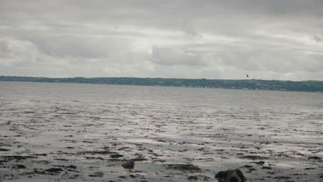 Bird-flying-across-wide-angle-seascape,-slow-motion