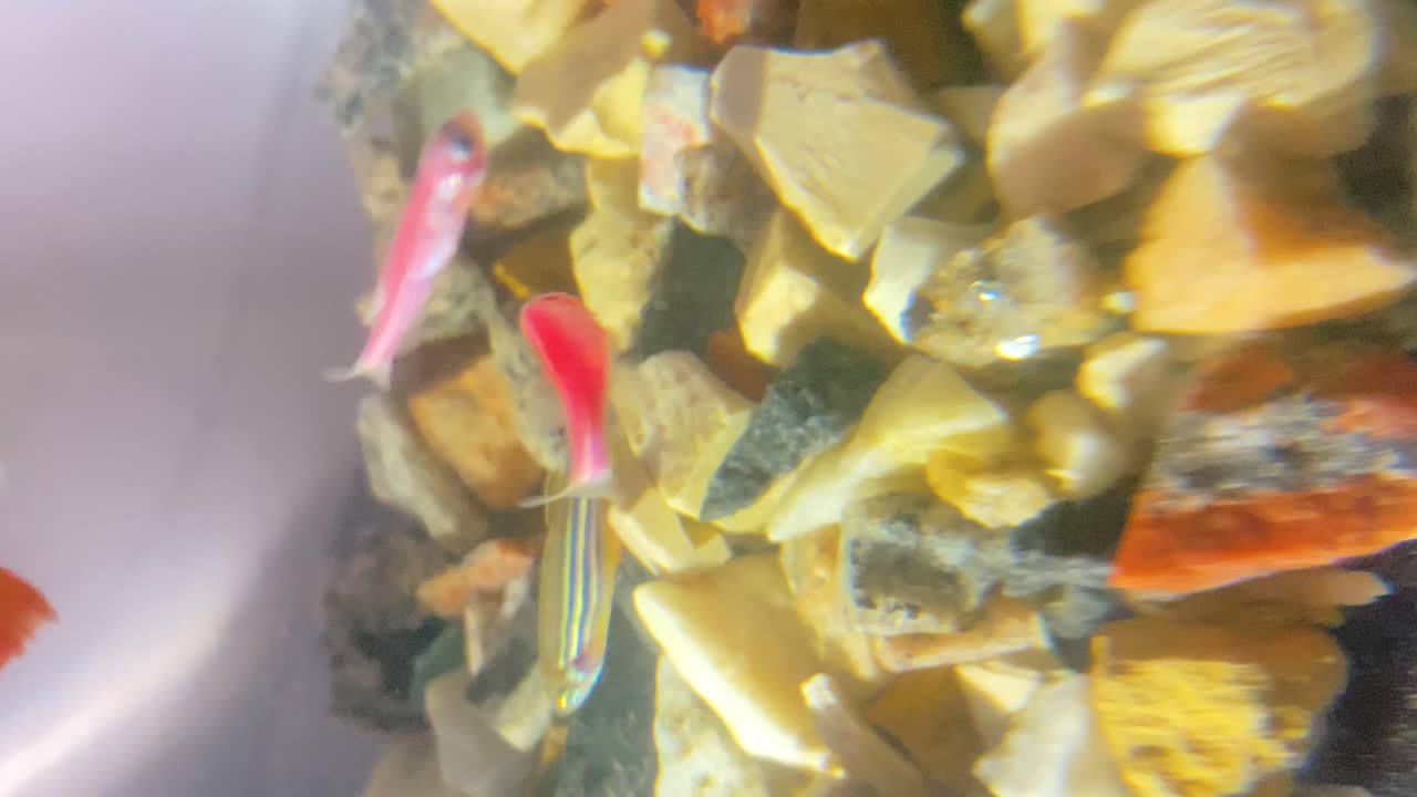 홈 수족관의 세로 비디오