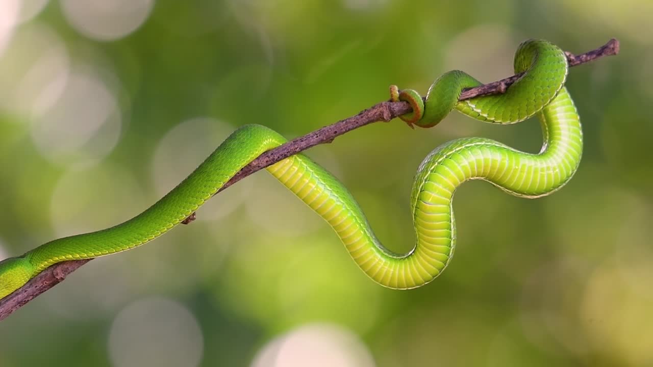 la víbora de labios blancos es una víbora venenosa endémica del sudeste asiático y a menudo se encuentra durante la noche esperando en una rama o rama de un árbol cerca de un cuerpo de agua con muchos alimentos