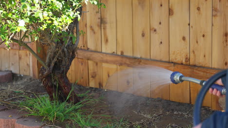 person watering the plant in the garden. - closeup shot