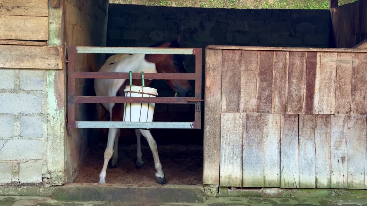 A brown-and-white horse stands inside a rustic stable, calmly resting behind a wooden gate with a feeding bucket hanging on the front. Rural farm life and the peaceful atmosphere of an animal ranch