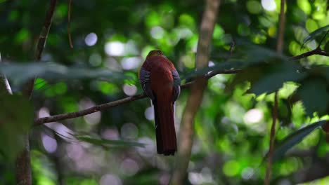 orange-breasted trogon, harpactes oreskios, 4k footage