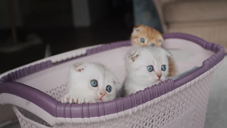 Cute-kittens-look-attentively-from-the-basket.