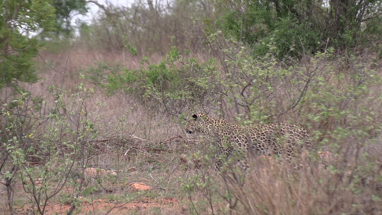Afrika çalılıklarında avını takip eden yalnız leopar, yan görünümden.