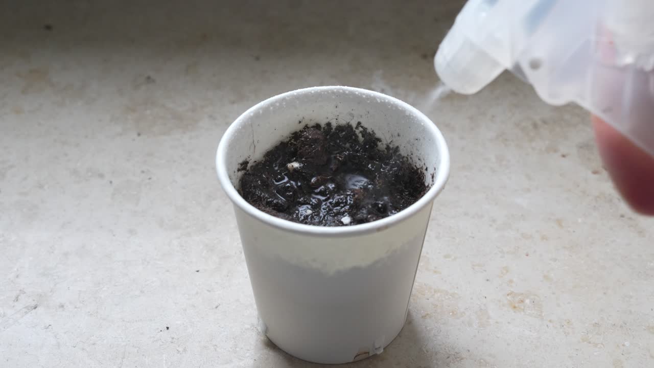 Terreno per una pianta in una piccola tazza che viene spruzzato con acqua