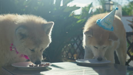 Family-of-Akita-Inu-dogs,-adorned-in-birthday-hats,-happily-devour-meat-off-their-plates