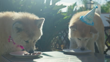 family of akita inu dogs, adorned in birthday hats, happily devour meat off their plates