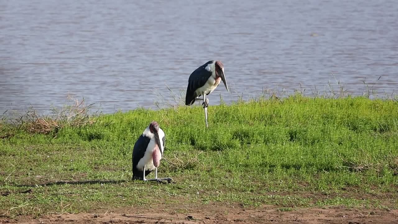 Peculiar stance and sitting posture of two relaxed marabou storks on river bank