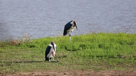 peculiar stance and sitting posture of two relaxed marabou storks on river bank