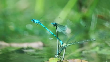 dragonflies mating in slow motion, close up