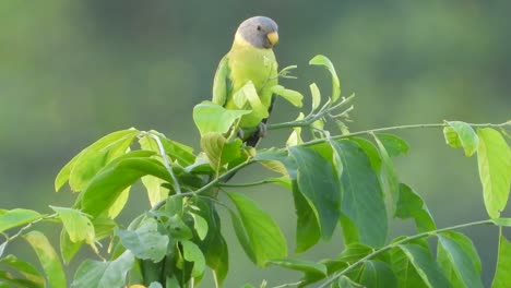 green parrot uhd mp4 4k