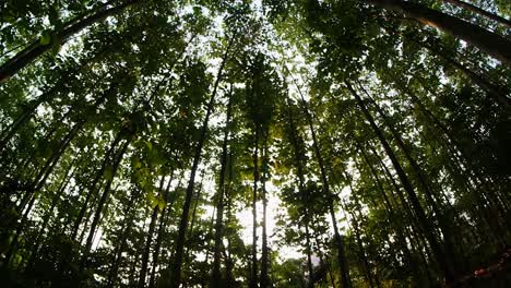 Sol-Y-árboles-En-Un-Bosque-Tropical,-Ojo-De-Pez