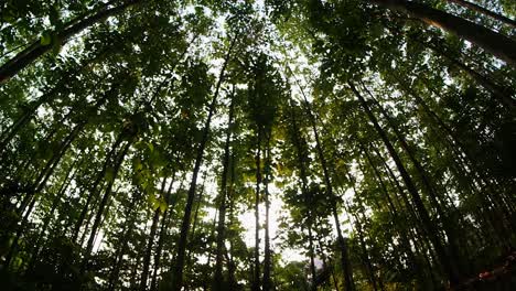 sunshine and trees in a tropical forest, fisheye