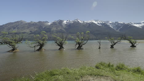 Willow Trees of Glenorchy with mountain range background on sunny day