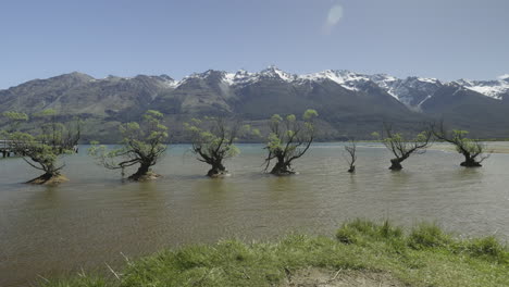 sauces de glenorchy con fondo de cordillera en un día soleado