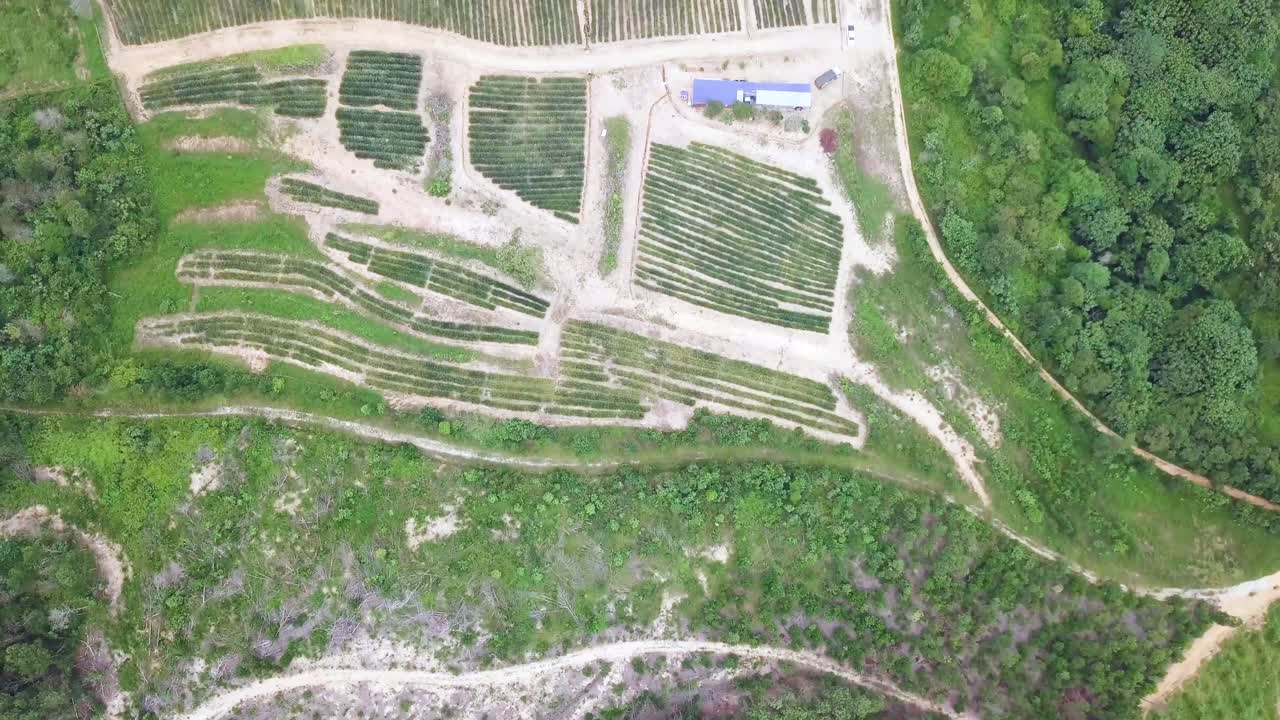 tomas de drones de una plantación de piñas cerca de rawang en malasia, uhd-2