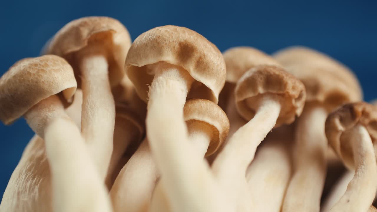 Close-up of Bunashimeji Mushrooms