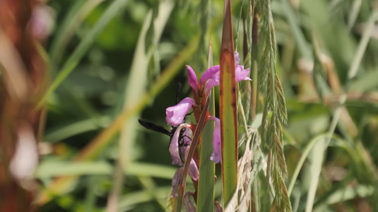 avispa halcón tarántula grande explora flor de lirio protuberancia púrpura flor