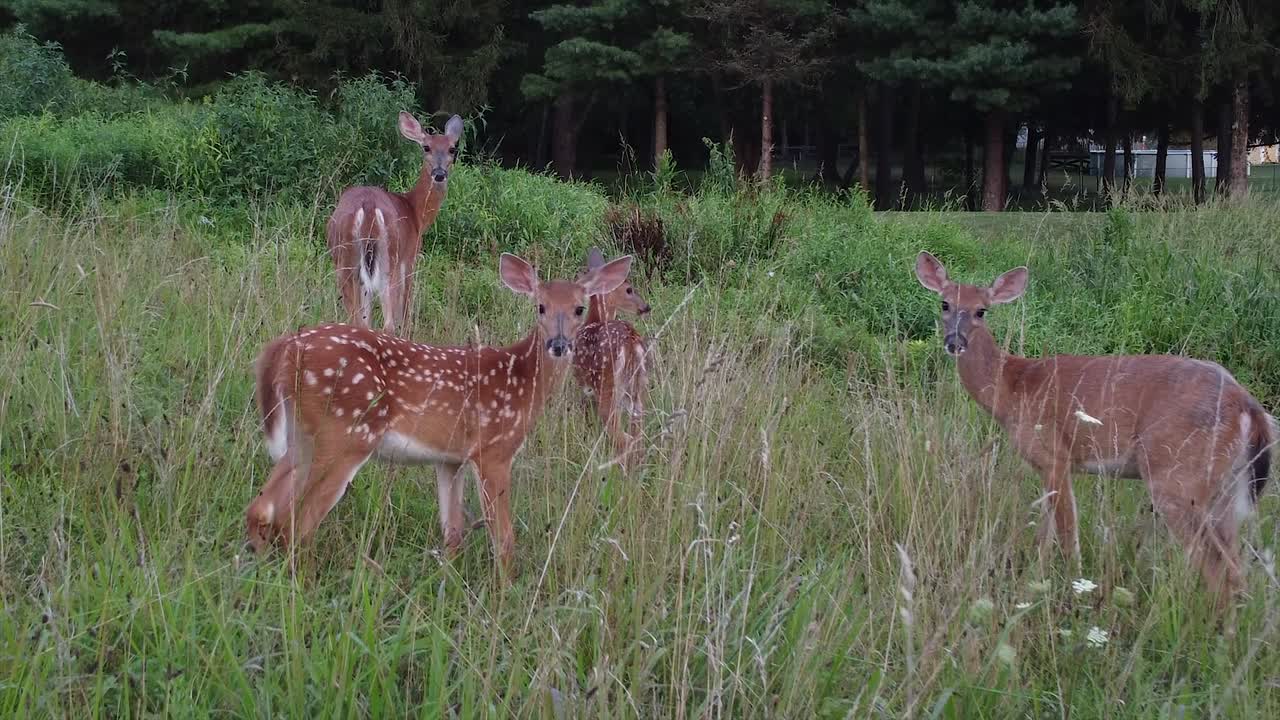 ciervo caminando en la hierba alta en la naturaleza cerca del bosque