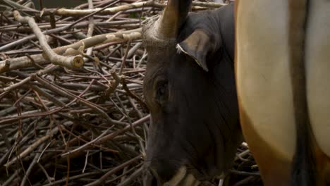 profile view of a java banteng cow with large horns on a farm in thailand