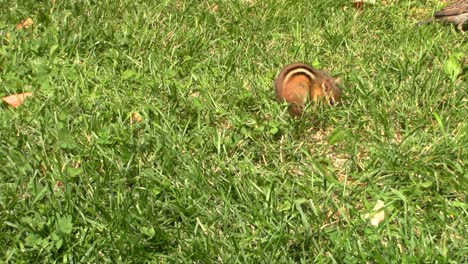 while doing outdoor gardening, i couldn't help notice where all my bird feed was disappearing too