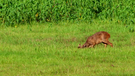 Grey-Brocket-Deer-Rainforest-marsh-foraging-n-grass-plants-in-Bolivia-Barba-Azul