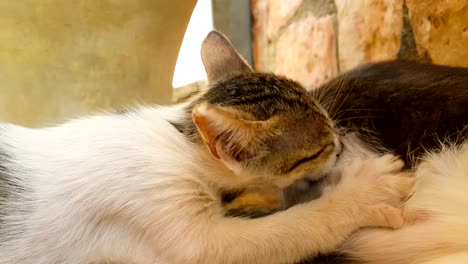 cute baby cat drinking milk from her mother.