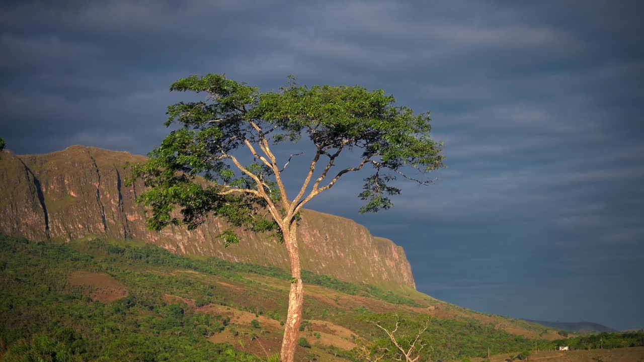 Tall tree in the foreground of a mountainous landscape in Serra da Canastra, Brazil