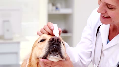 un veterinario examinando a un perro lindo.
