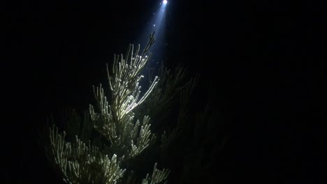 reef lighting at night