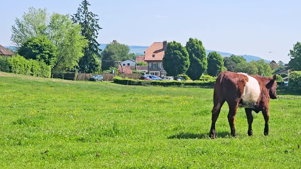 Kráva žere trávu na zelených pastvinách.