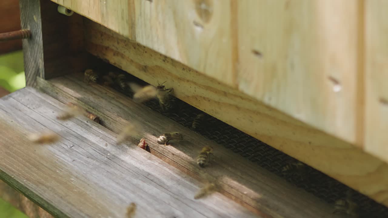 Honey Bees Swarming in Brood Chamber at Apiary Bee Yard. Close Up Slow Motion