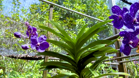 vibrant orchids in a lush garden setting