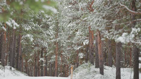 A-road-winds-through-a-pine-forest,-completely-covered-with-snow