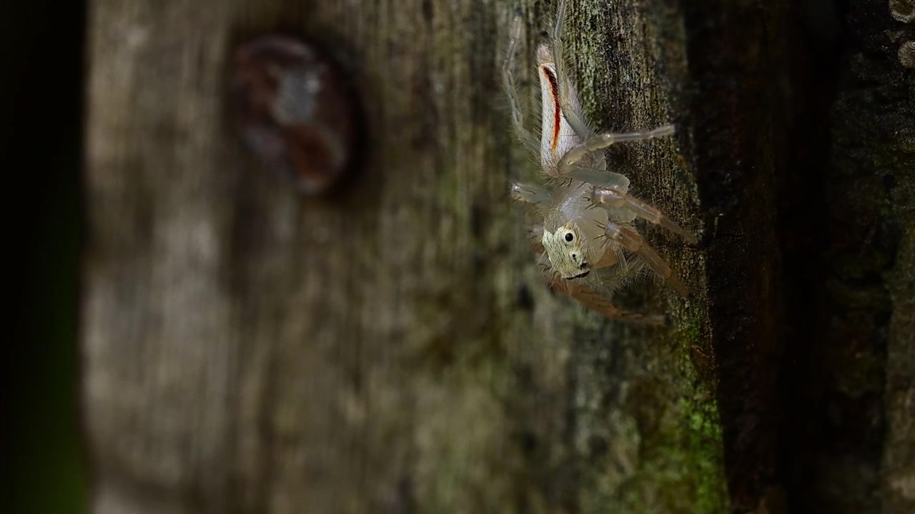 Natural macro scene featuring Telamonia dimidiata moving gracefully across rough wooden outdoor environment closely