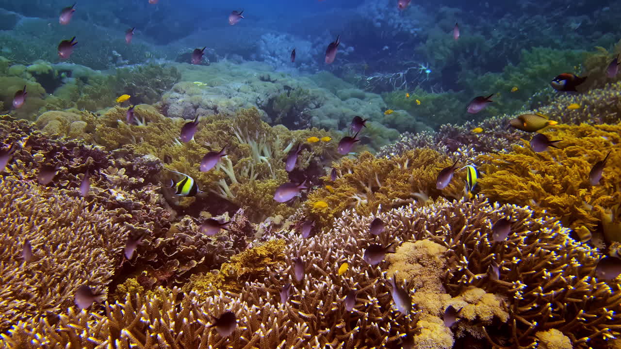 Large shoal of fish blending in the beautiful aquatic ecosystem