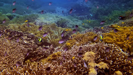 large shoal of fish blending in the beautiful aquatic ecosystem