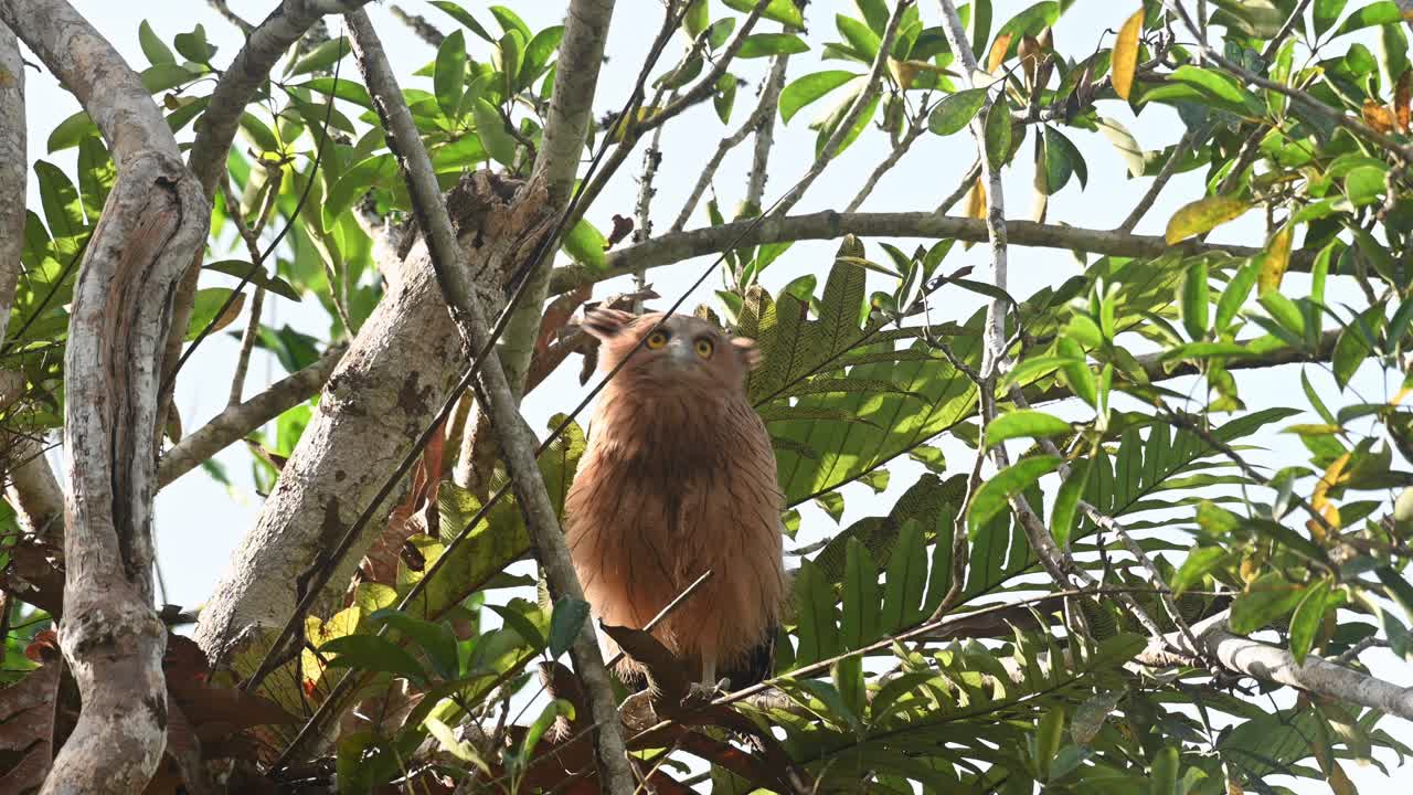 buffy fish owl ketupa ketupu, un novato visto fuera de su nido mientras gira la cabeza mirando las cosas desde la distancia, parque nacional khao yai, tailandia
