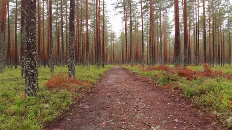 Drone-in-eerie-conifer-plantation-flying-backwards-on-dirt-trail,-low-to-ground