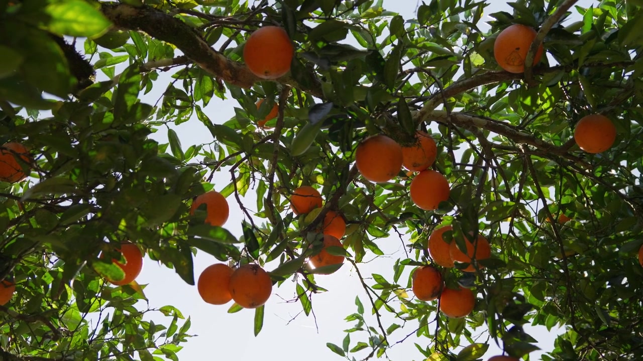 La lumière dorée du soleil filtre à travers des oranges mûres suspendues à un oranger. Un contre-jour chaud met en valeur les fruits et les feuilles, créant une scène de verger naturel et vibrant.