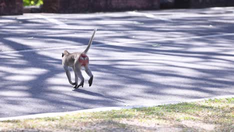 monkey walking across a sunlit path