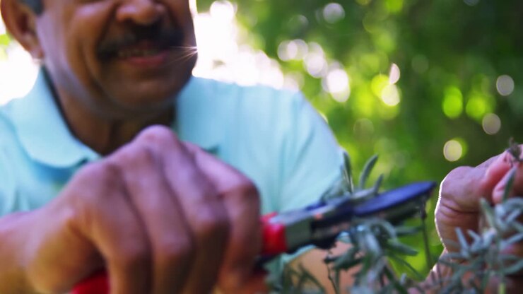 Senior man cutting plants