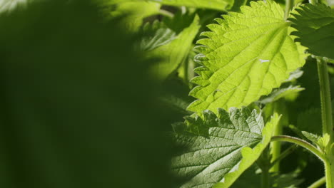 macro shot of a european nettle plant growing in a german garden