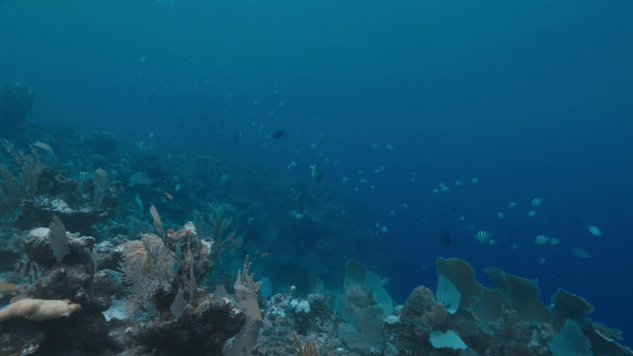 School of Surgeonfish Swimming Near Coral Reef with Diver in Background — Graceful Tropical Fish Moving Through Scenic Underwater Habitat — Filmed in Crisp 4K 60 FPS for Stock Footage