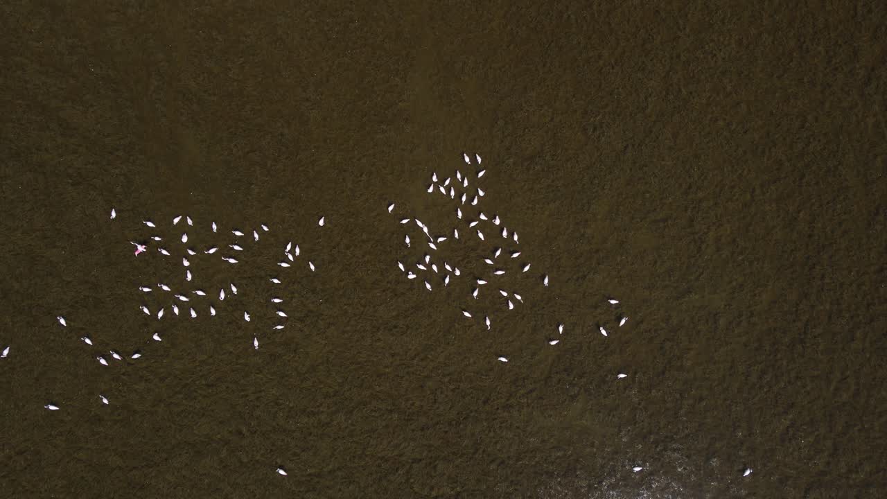 호수 에 있는 플라밍고