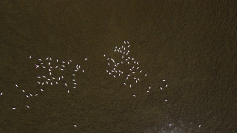 Flamingos In The Lake