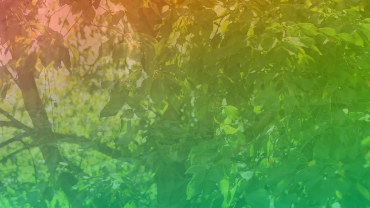 Animation of colorful light over forest and leaves